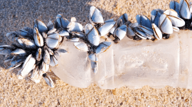 OFFICIEL, cette menace mondiale a envahi la France!