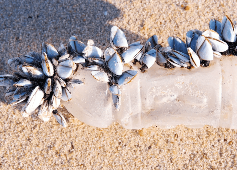 OFFICIEL, cette menace mondiale a envahi la France!