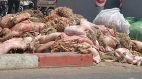 مؤسسات ناشئة لتحويل جلود الأضاحي