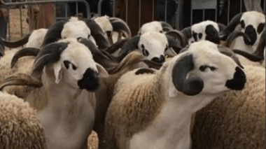 Cherfa s’est réunit avec la commission chargée de l’importation des moutons de l’Aïd