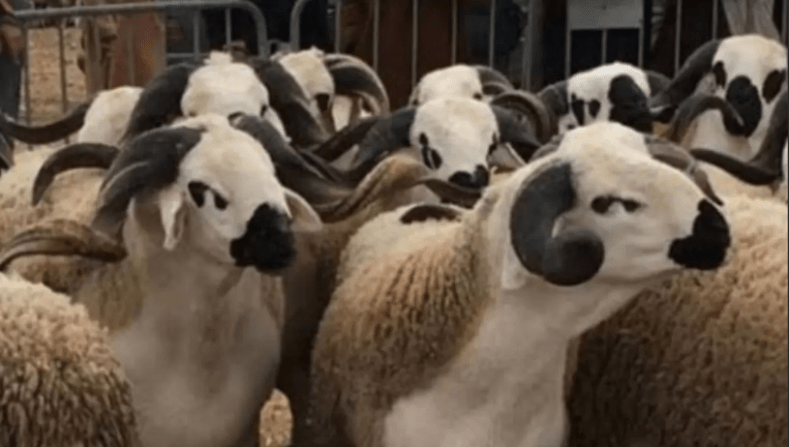 Cherfa s’est réunit avec la commission chargée de l’importation des moutons de l’Aïd
