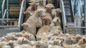 عشية ترقب وصول الأضاحي المستوردة.. هذه أسعار المواشي المحلية (صور)