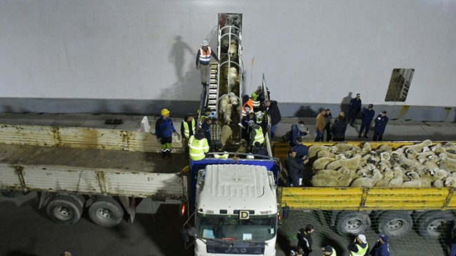 سفينة ثالثة من الأضاحي المستوردة نهاية الأسبوع الجاري