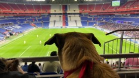 فرنسا.. هذه الأمّة التي تعشق الكلاب وروثها!