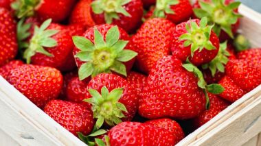 Excédent de fraises d’Algérie: Haute qualité, prix bas et potentiel d’exportation inexploité