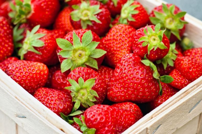 Excédent de fraises d’Algérie: Haute qualité, prix bas et potentiel d’exportation inexploité