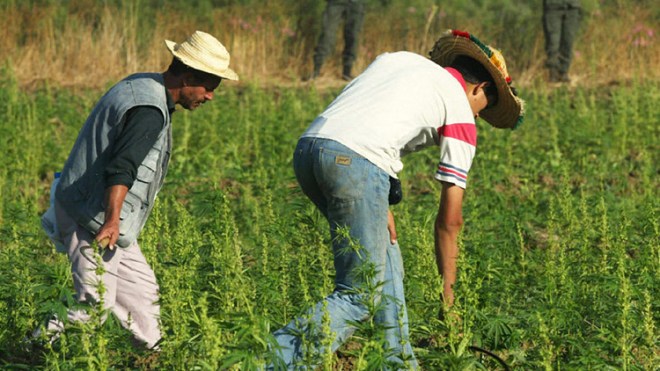المغرب من الدول القليلة التي تقحم المخدرات في اقتصادها