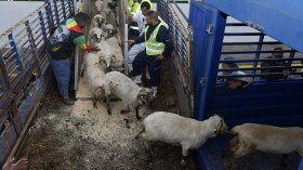 أسعار الأضاحي المستوردة تفضح جشع السماسرة