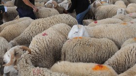 توفير أضاحي العيد المستوردة لفائدة مستخدمي التربية