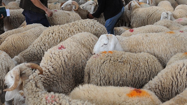 توفير أضاحي العيد المستوردة لفائدة مستخدمي التربية