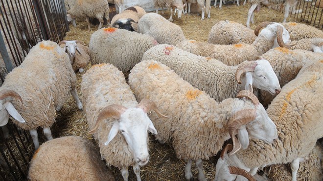 بداية تراجع أسعار الأضاحي في الأسواق