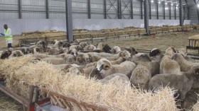 حماية المستهلك تحذّر من التشويش على استيراد الأضاحي