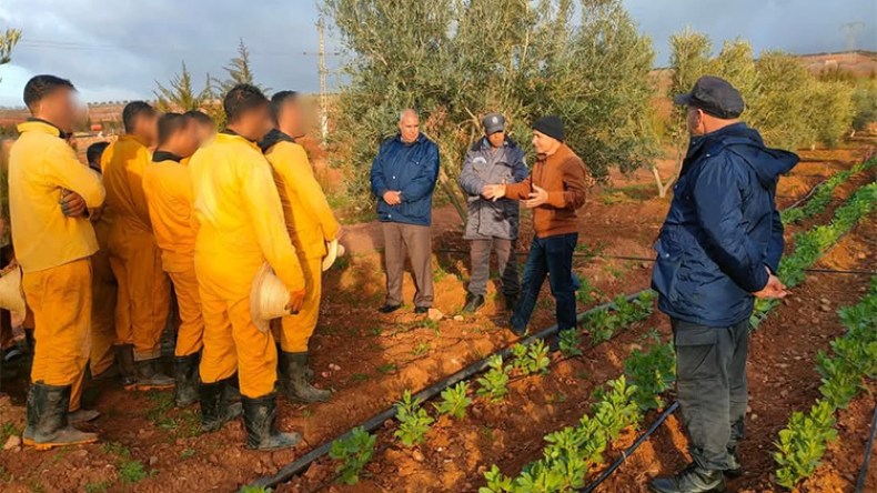 10 آلاف محبوس يشتغلون في الورشات الإنتاجية والفلاحية