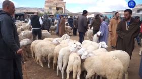 منذ وصول الأضاحي المستوردة .. تراجع نسبي في أسعار المواشي بالأسواق المحلية