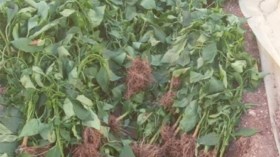 بذور مغشوشة تكبّد 2000 فلاح خسائر فادحة بسطيف