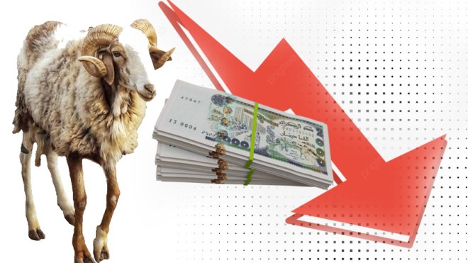 المدير العام لميناء الجزائر … عملية استيراد المواشي ستساهم في تخفيض أسعار الأضاحي