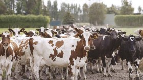 “بي.آف” الإيطالية تطلب رسميّا توسيع مشروعها إلى اللحوم الحمراء