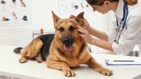 دعوة إلى إنشاء مستشفى بيطري وطني بأحدث التجهيزات