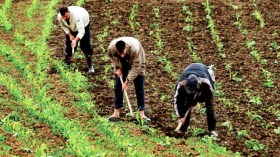 العاصمة: فتح التسجيلات لدورات تكوينية جديدة في القطاع الفلاحي