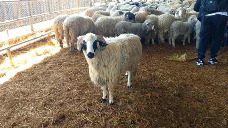 إعفاءات لاستيراد أغنام عيد الأضحى للسنة الثانية على التوالي