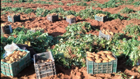 ردا على أشباه التجار.. الانطلاق في جني محصول البطاطا