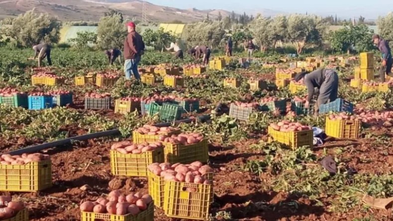 تحالف وطني ضد المضاربين: يد واحدة لحماية الفلاح والمستهلك