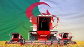 توقعات بإنتاج أزيد من 37 ألف طن من الحبوب في هذه الولاية الصحراوية