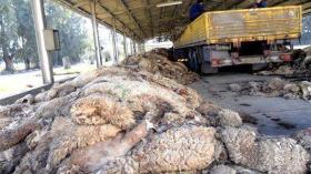 حملة وطـنية لجمع جـلود الأضــاحــي