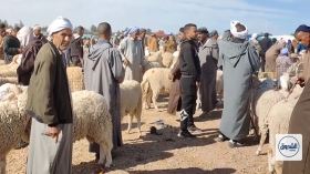 الجلفة.. حركية كبيرة بسوق حاسي بحبح للمواشي وسط تباين في الأسعار