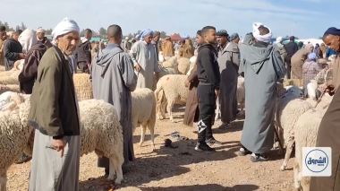الجلفة.. حركية كبيرة بسوق حاسي بحبح للمواشي وسط تباين في الأسعار