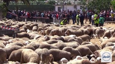 الاستعانة بالقطارات لنقل الأضاحي المستوردة إلى مختلف المناطق