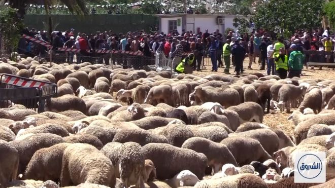 الاستعانة بالقطارات لنقل الأضاحي المستوردة إلى مختلف المناطق