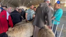 Aid El Adha: Lancement de l’opération de vente des moutons importées dans plusieurs wilayas