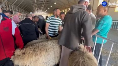 بومرداس.. انطلاق عملية بيع الأضاحي المستوردة