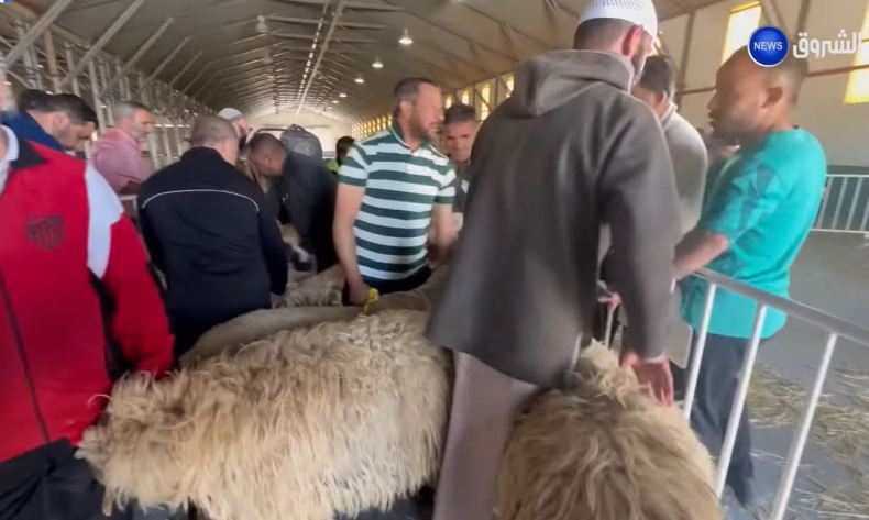 Aid El Adha: Lancement de l’opération de vente des moutons importées dans plusieurs wilayas