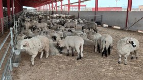 منح 50 خروفًا رومانيًا بالمحاباة لصالح مقاول.. مديرية الفلاحة بسطيف تُفنّد