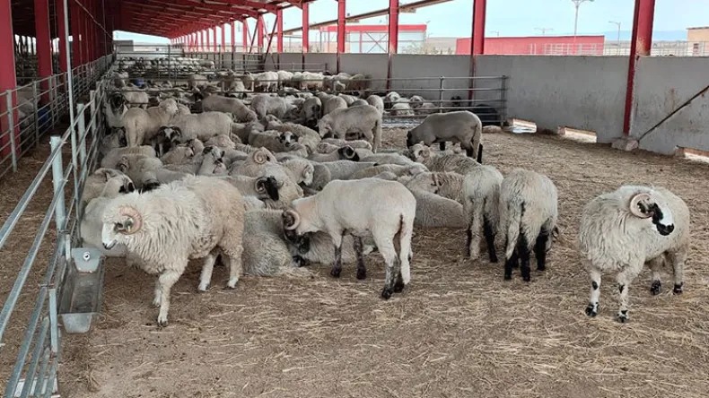 منح 50 خروفًا رومانيًا بالمحاباة لصالح مقاول.. مديرية الفلاحة بسطيف تُفنّد