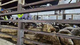 وصول أول شحنة من أضاحي العيد إلى ميناء عنابة (فيديو)