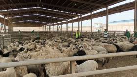 ميناء الجزائر يستعدّ لاستقبال سفينتين محمّلتين بالمواشي المستوردة