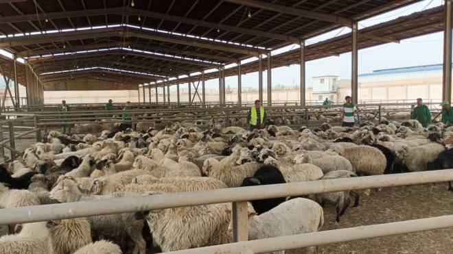 ميناء الجزائر يستعدّ لاستقبال سفينتين محمّلتين بالمواشي المستوردة