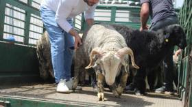 بيع الأضاحي المستوردة متواصل إلى غاية ليلة عيد الأضحى