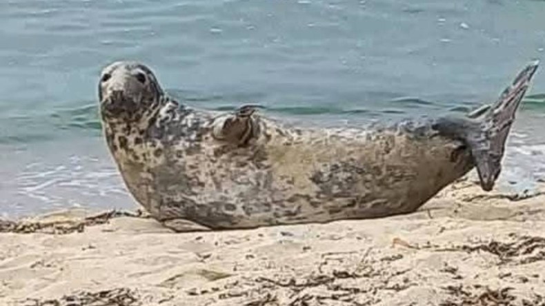 ظهور نادر لفقمة في شاطئ خرايف بسكيكدة يثير اهتمام الباحثين (فيديو)