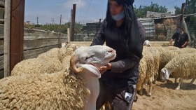 الأضاحي المحلية.. للميسورين فقط!