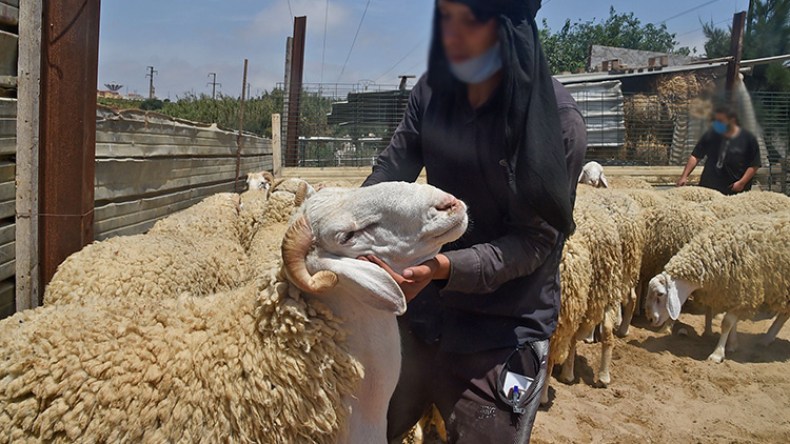 الأضاحي المحلية.. للميسورين فقط!