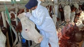 وزارة الفلاحة تطلق حملة وطنية لتلقيح الأبقار ضد الحمى القلاعية وداء الكلب