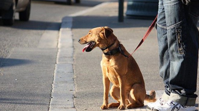 الكلاب في الشوارع.. الجريمة والعقاب