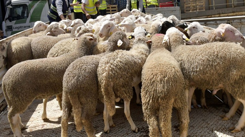 هكذا يتم التعامل مع الأضاحي المستوردة مباشرة بعد النحر