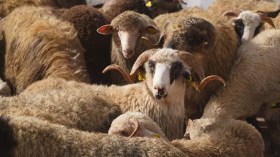 الكبش المستورد من الحجر إلى بيوت الجزائريين