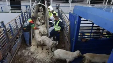 Moutons de l’Aïd importés: Lancement de l’opération de vente la semaine prochaine