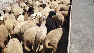 Chlef: Arrivage de moutons importés d’Espagne au port de Ténès